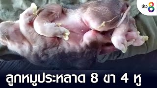 ลูกหมูประหลาด 8 ขา 4 หู เชื่อให้โชค  | คุยข่าวเช้าช่อง8 | 1 ก.ย. 65