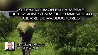 ¿Te falta limón en la mesa? Extorsiones en México provocan cierre de productores #ENVIVO