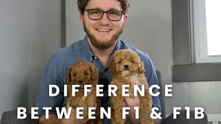 The Difference Between an F1 & F1B Cavapoo Puppy!?
