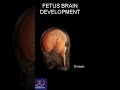 Brain Development In The Fetus #shorts