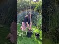 repotting an old hoya houseplants hoya hoyaplant plants