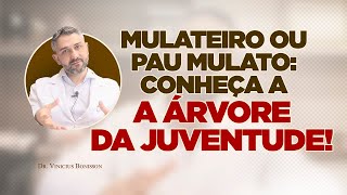 Mulateiro ou Pau Mulato: Conheça a Árvore da Juventude