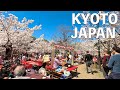 【4K】Kyoto Maruyama Park Cherry Blossom Walking Tour | JAPAN 2023