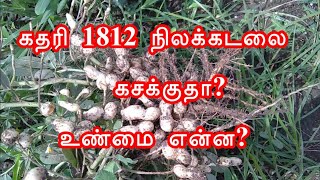 கதரி 1812 நிலக்கடலை கசக்குதா||கதரி 1812||ஆந்திரா காய்||நிலக்கடலை சாகுபடி||மணிலா சாகுபடி