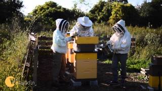 2014 Honey Harvest