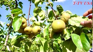 নাশপাতি ফলের বাগান / Pear Fruit / Nashpati Fruit / Asian Pear /