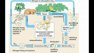 Ecosystems Part 2 - Nutrient Cycling