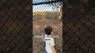 Kangaroos facts @annakhan4262 #kangroo#australia #Melbourne #travel