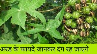 अरंडी के अद्भुत लाभ /अरंडी के पौधे को कैसे पहचाने /castor oil plant /arand /अरंडी का उपयोग कैसे करे