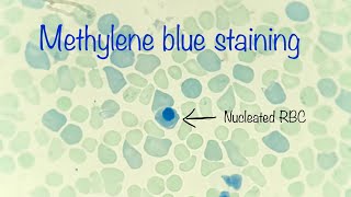 Reticulocyte : nucleated RBC ratio - veterinary haematology