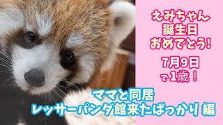 【誕生日】日本平動物園のレッサーパンダのえみちゃんが1歳の誕生日を迎えました！赤ちゃん時代を振り返ります！パート2「ママとレッサーパンダ館来たばっかり 編」