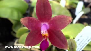 OrchidWeb - Phalaenopsis Princess Kaiulani (Dark Form)