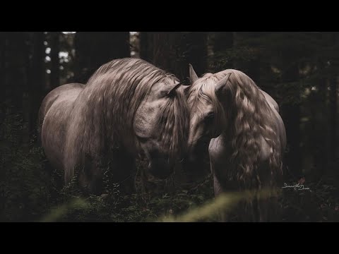 Feeling Good Equestrian Music Video Youtube