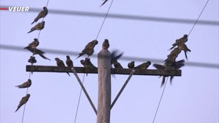 Parrot Invasion is Causing Havoc in This Argentine Town