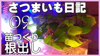 【Grow sweet potato seedlings.】さつまいも苗つくり根出し2021 第２話【さつまいも日記09】「さつまいも根出し方法」「さつまいも苗つくり」「さつまいもプランター栽培」