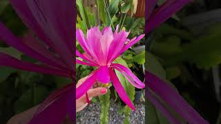 Epiphyllum Ceremony