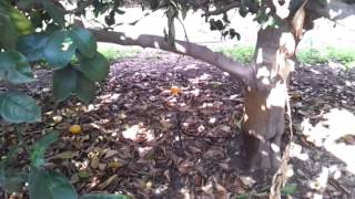 tavlit citrus irrigation 2