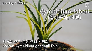 [한국춘란산업박람회] Cymbidium faberi(일경구화; 혜란)   [화이 난초 이야기]