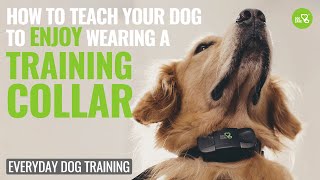 How to use dog training collar correctly! Episode 1 #dogcare #dogtraining #trainingcollar