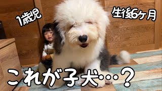 【祝♡】初めてのトリミングから帰ってきたらフワフワになってさらに巨大化しちゃった子犬w｜グレートピレニーズ＆オールドイングリッシュシープドッグ＆トイプードル