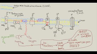 Diabetes complications, unifying theory, \u0026 how to avoid diabetes