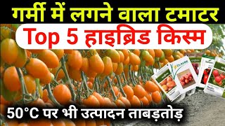 गर्मी में लगाई जाने वाली टमाटर की टॉप - 5 किस्में || Tomato Top 5 Variety || टमाटर की खेती