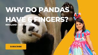 Why do Pandas have 6 fingers? NinaScience 006