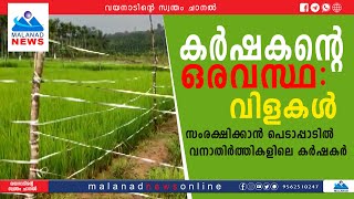 കർഷകൻ്റെ ഒരവസ്ഥ: വിളകൾ സംരക്ഷിക്കാൻ പെടാപ്പാടിൽ വനാതിർത്തികളിലെ കർഷകർ