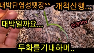 #한국춘란#산채기#두화변#대박단엽성입변#란쟁이tv#땟장