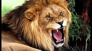 बब्बर शेर दूसरे शेर को किस तरह बुलाता है How does Asiatic Lion call another lion in gir forest