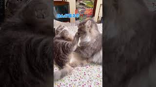 意味わからんくつ下に翻弄されるまんぼう兄ちゃん🤣💨【関西弁猫】#shorts #shortvideo #subscribe #cat #猫 #アフレコ #pets #cute #関西弁