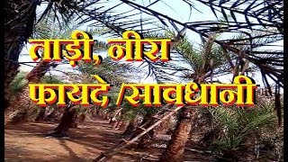 tadi,neira,toddy palm,neera drink use and precaution,fayde,helth benifits in hindi