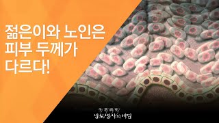 젊은이와 노인은 피부 두께가 다르다!  - (2016.9.7_592회 방송)_100세 청춘시대, 젊은 피부로 사는 법