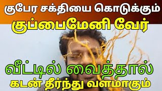 மாயன் செந்தில்குமார்|கடன் தீர்க்கும்| குப்பைமேனி வேர்|குபேர சக்தியை கொடுக்கும்|வாழ்க்கை வளம் பெறும்|