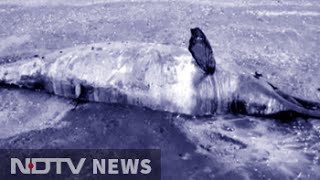 Dead dolphin washes up on beach near Mumbai