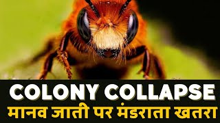 colony collapse | Death of bee| A threat to human life | honey bee| facts| intresting| science|