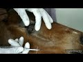 Vet Basics II Entropion in foal