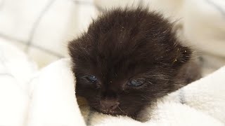 よちよち歩きの子猫がお部屋探訪【赤ちゃん猫】【保護猫　子猫】