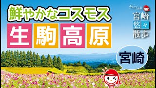 【辺り一面コスモス🌸】あっとくんの宮崎悠々散歩【小林市・生駒高原編】