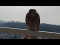 2020황조롱이육아38 kestrel nesting 둥지 치우는데 인사하러 온 어미 새 a mother bird came by to say thanks