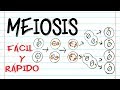 🌐 División celular: MEIOSIS 🔬 | FASES | [Fácil y Rápido] | BIOLOGÍA |