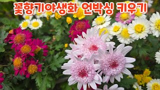 #꽃향기야생화 언박싱 #키우기 #장미 #호주매화 #라케라니아 #대문자초