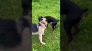 Doberman vs German Shepherd Who Would Win - TikTok #shorts