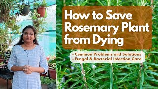 ரோஸ்மேரி செடியை  காப்பாற்றுவது எப்படி - How to Save Dying Rosemary Plant ? Simple Care Tips