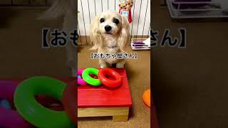 【犬のおもちゃ屋さん】ぬいぐるみは売れないのですっ🙏#shorts #犬 #ペット #おしゃべりペット