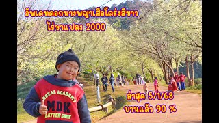 อัพเดทดอกนางพญาเสือโคร่งสีขาว ไร่ชาแปลง 2000 ล่าสุด 5/1/68  บานแล้ว 90 %