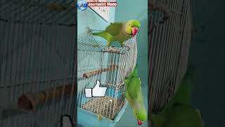 ஜோடி கிளிகள் | Pair of Parrots | Parrots Sound | Tamil | Journalist Mano || V22