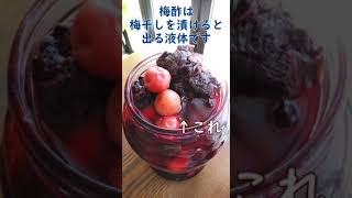 酵素：生姜酵素　紅生姜　#Short　体が喜ぶ発酵料理教室