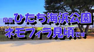 2024.茨城県ひたちなか市『国営ひたち海浜公園』ネモフィラ見頃です‼