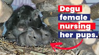 Cuteness Overload Alert: Degu Mom Nursing Her Degu Pups!